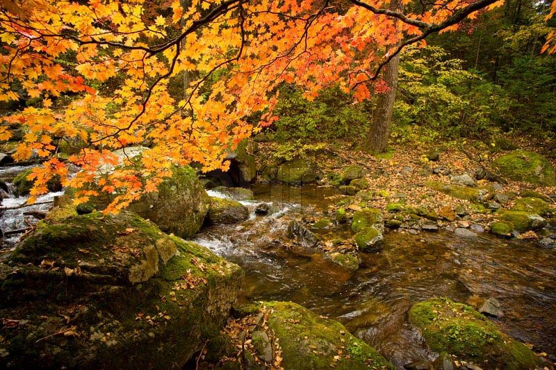 Hình ảnh mùa thu trong rừng