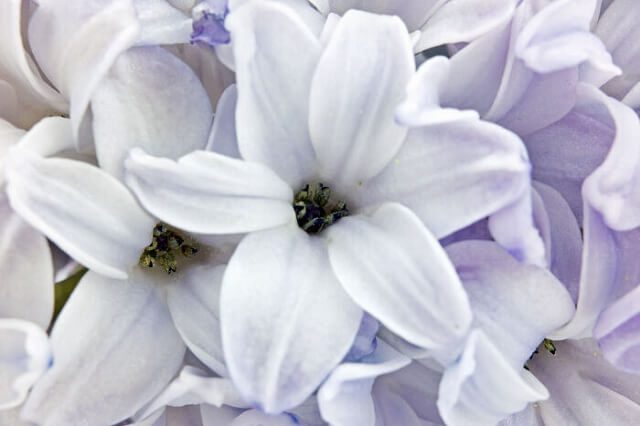 hoa lục bình màu trắng