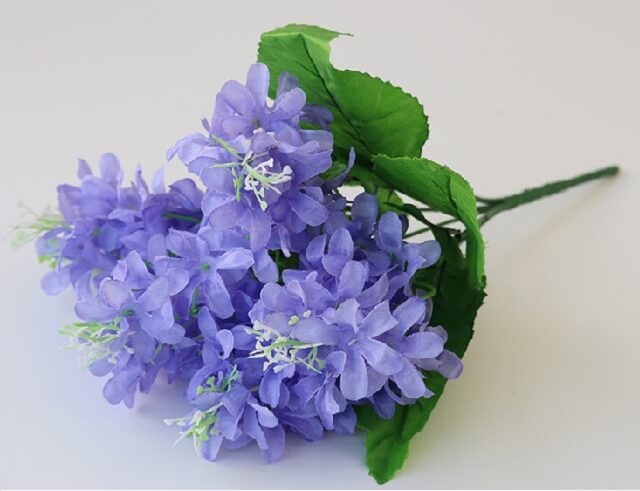 hoa lục bình xanh