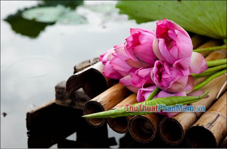 Ký ức về hoa sen - Nguyễn Văn Pứ