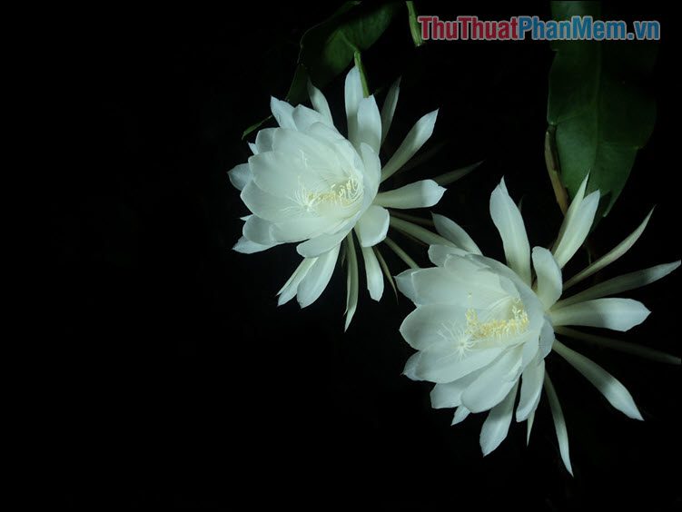 Màu trắng hoa quỳnh - Huỳnh Minh Nhật